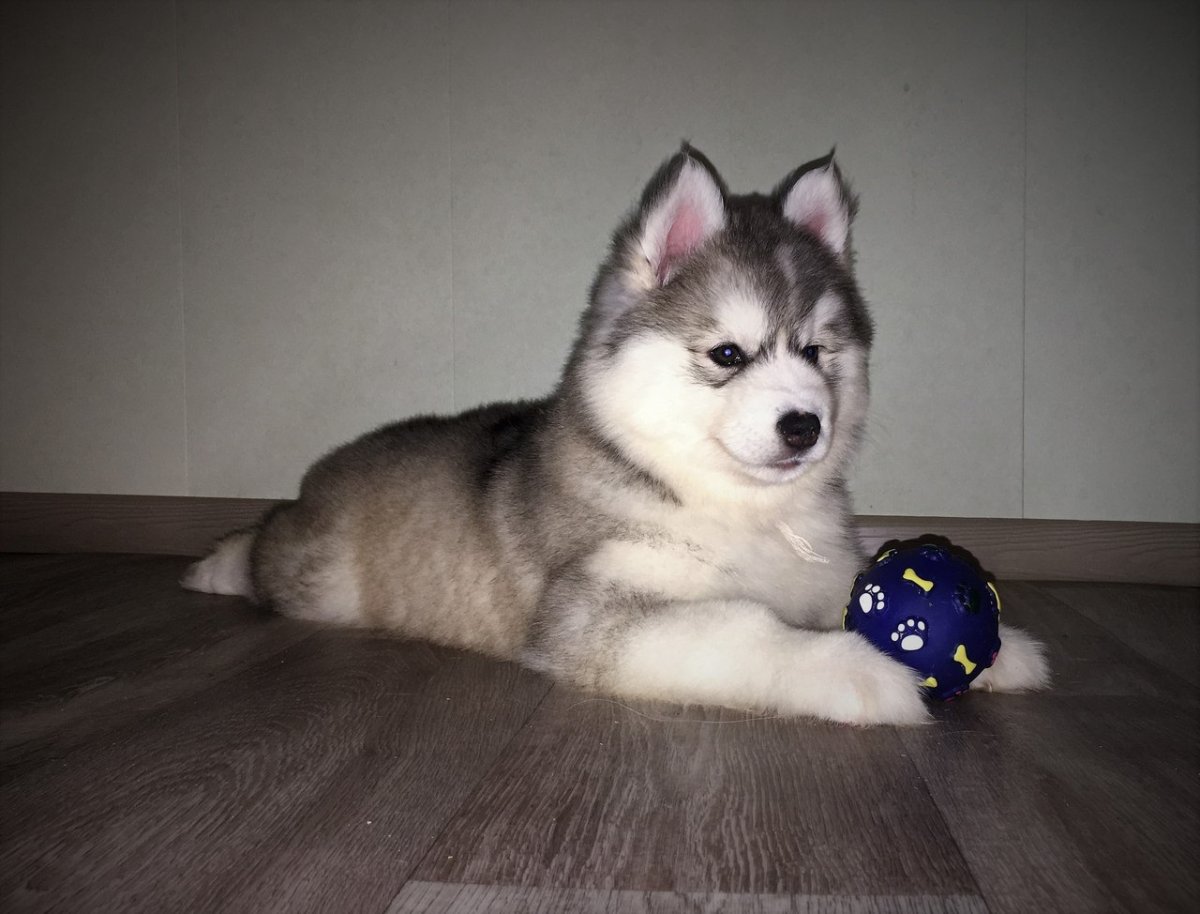 Аляскинский маламут щенок 2 месяца