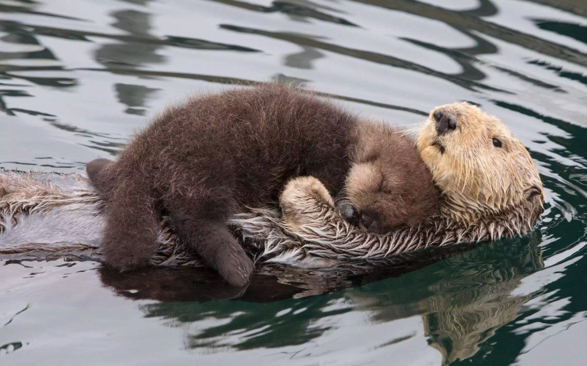 Калан, или морская выдра