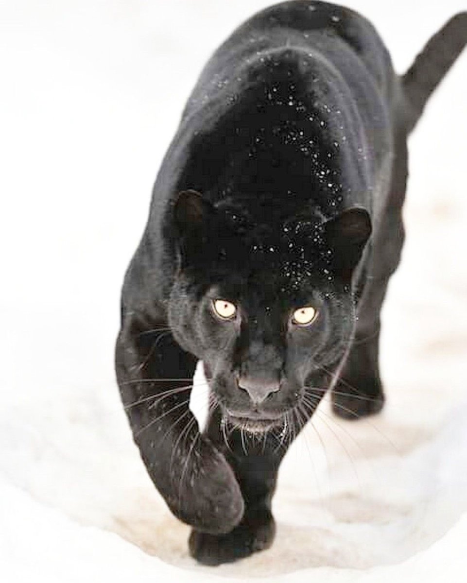 Пантера в снегу