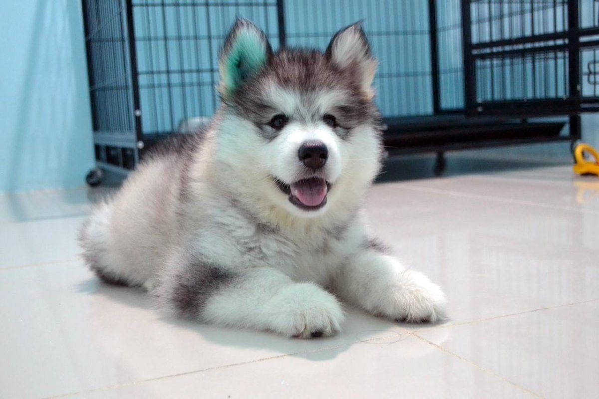 Маламуты щенки гиф