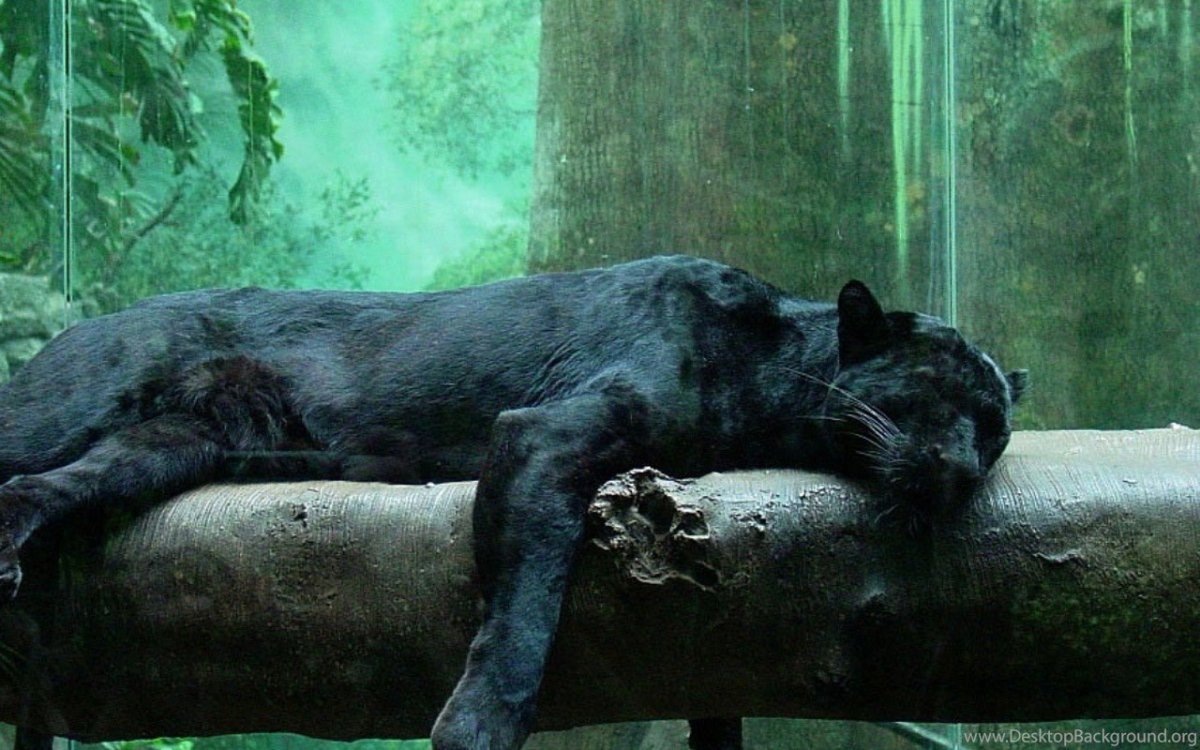 Пантера фото