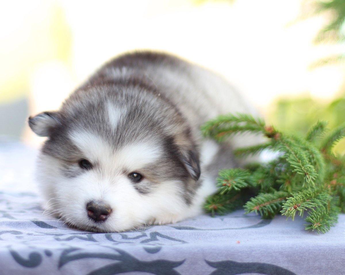 Аляскинский маламут