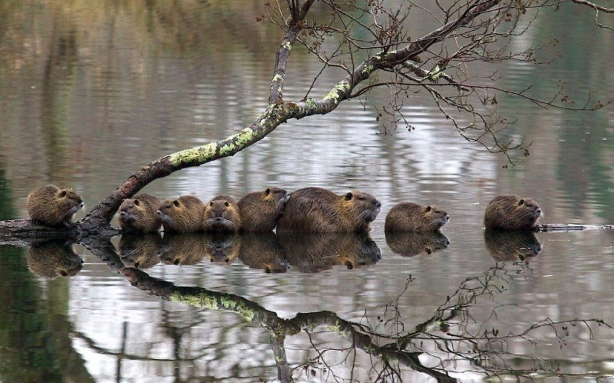 Семейство Бобров с бобрятами