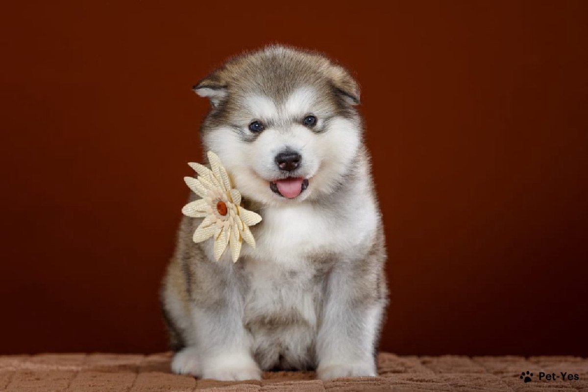 Аляскинский маламут