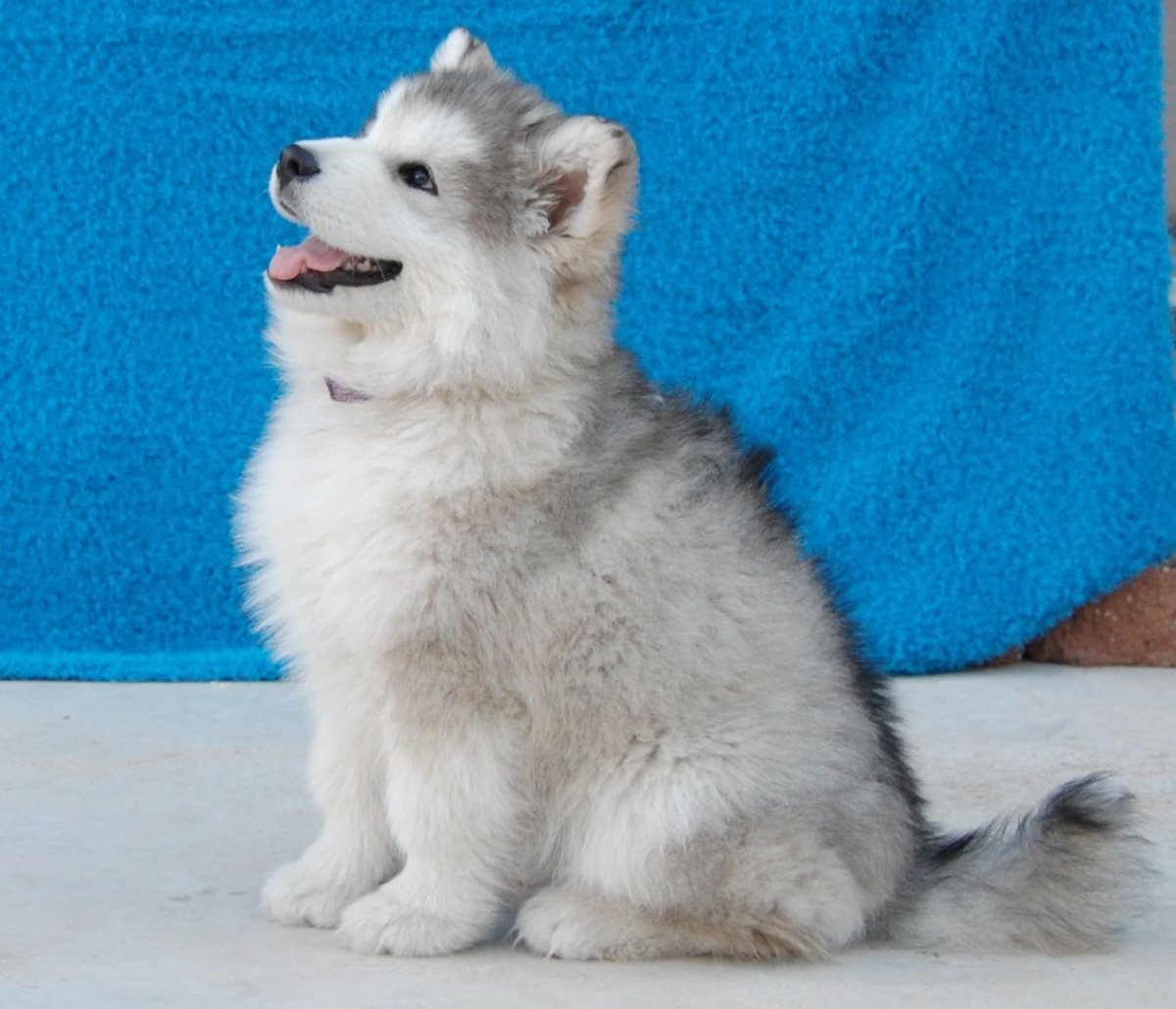 Alaskan Malamute Puppy
