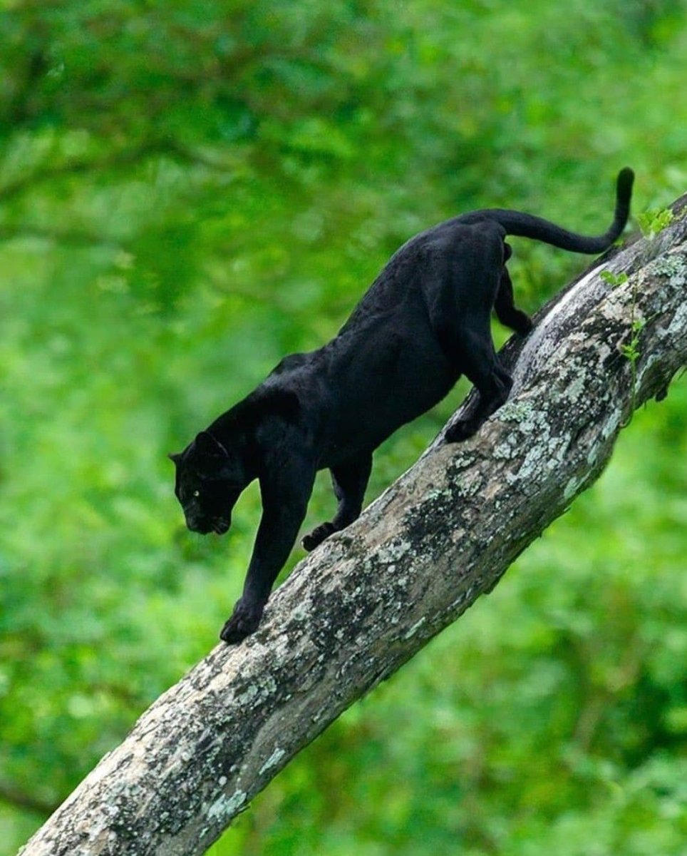 Пантера Багира