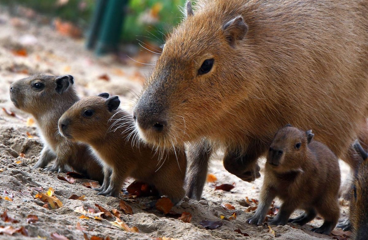 Спаривание капибар