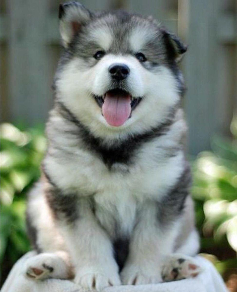 Аляскинский маламут щенок пушистый