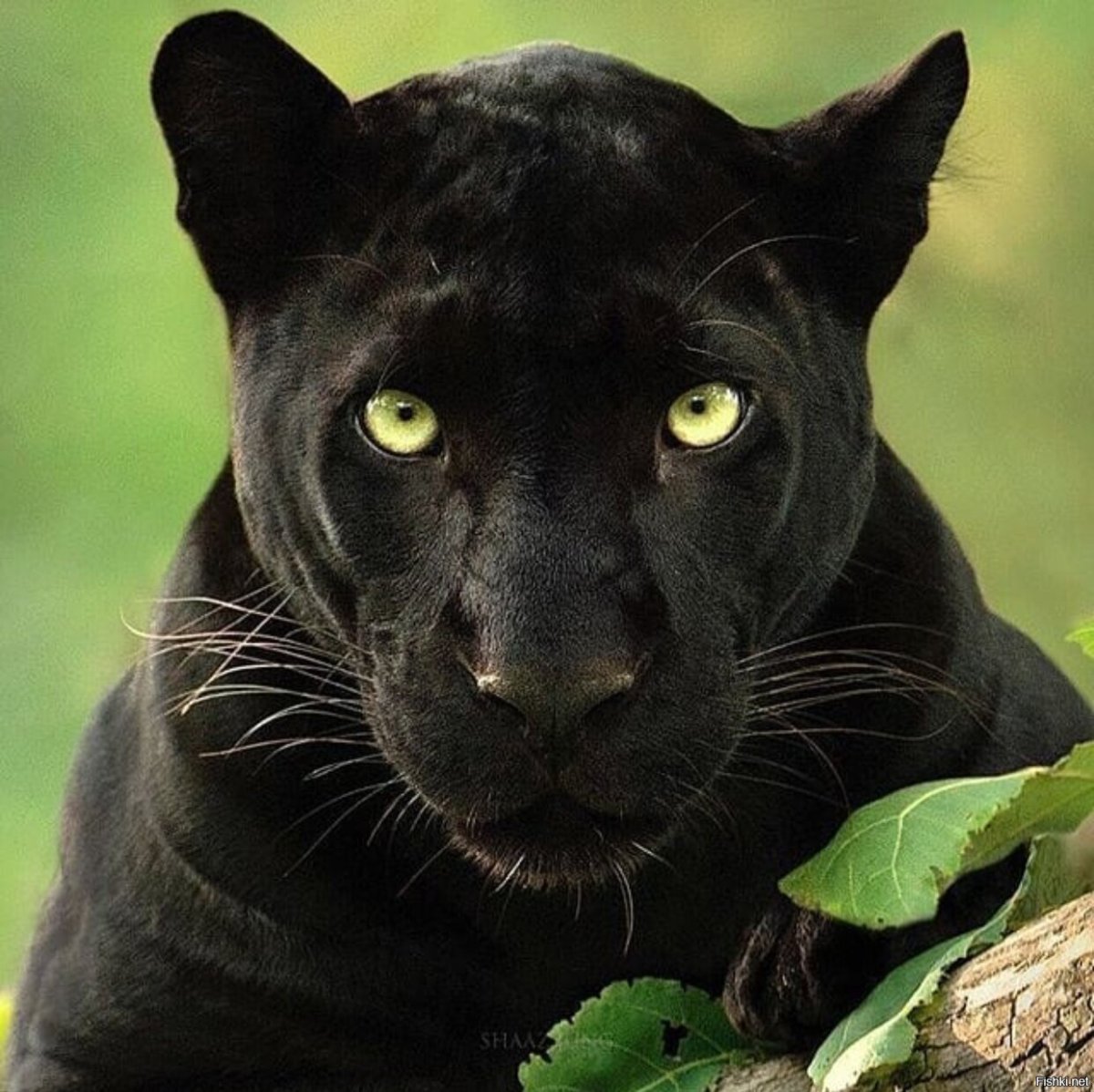 Цвет черная пантера