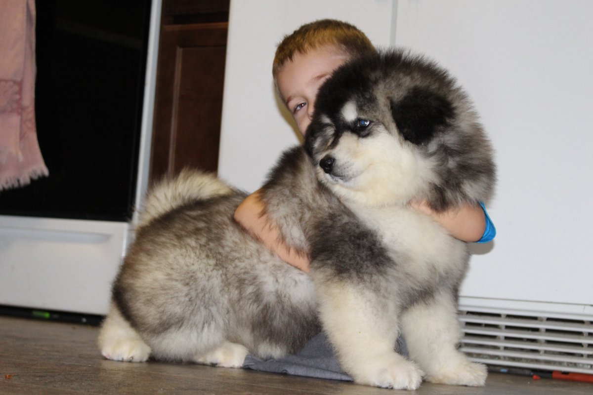 Аляскинский маламут кутенок