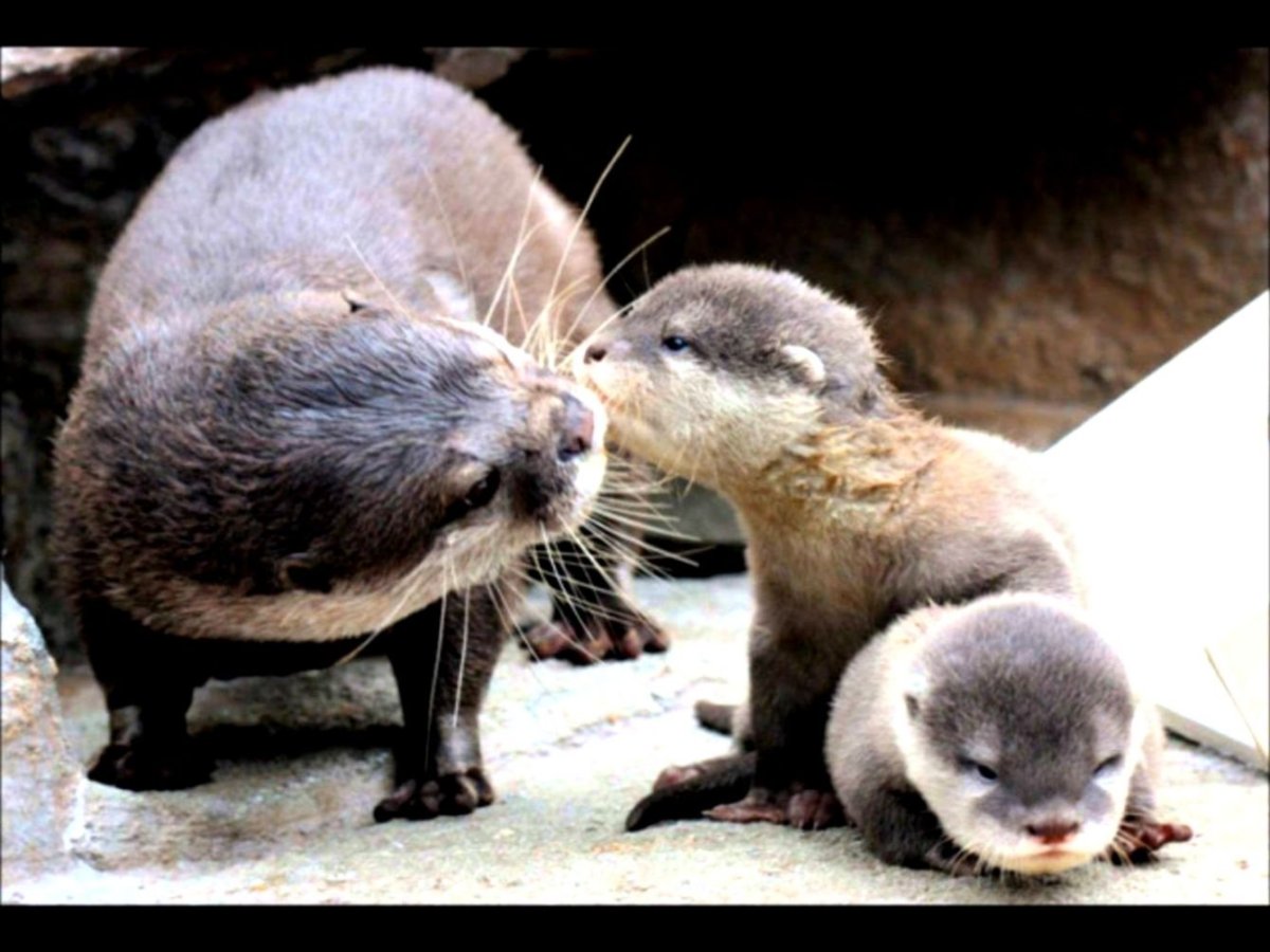 Выдра Речная детеныш