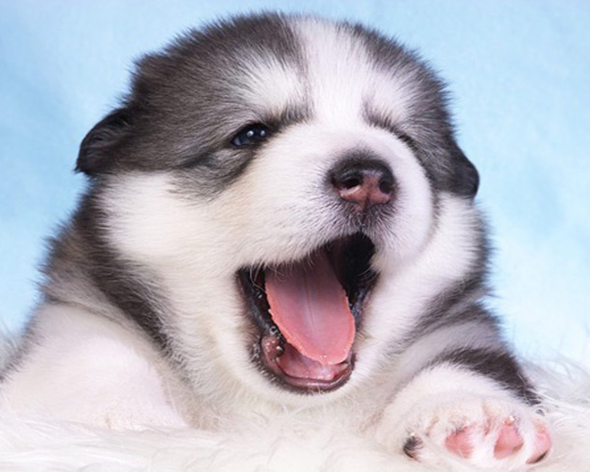 Маламут тибетский