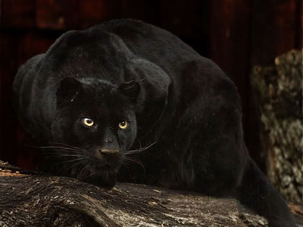 Пантера Багира