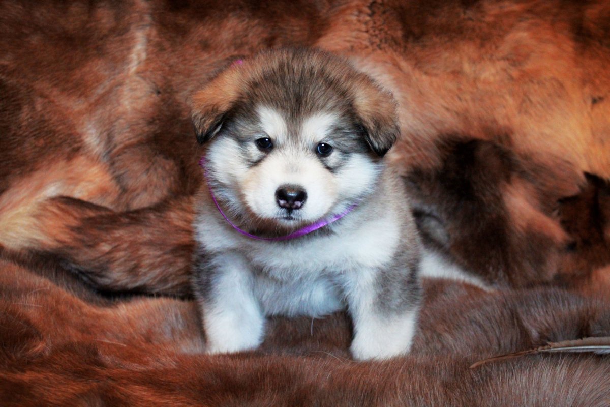 Аляскинский маламут малыш