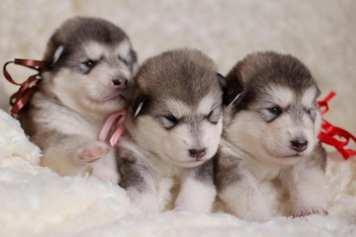 Маламут щенок пушистый