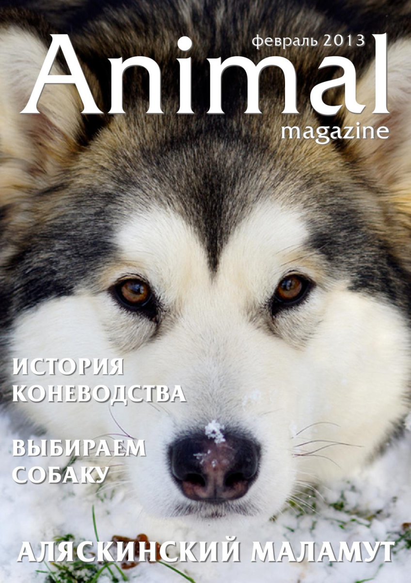 Щенок хаски в снегу