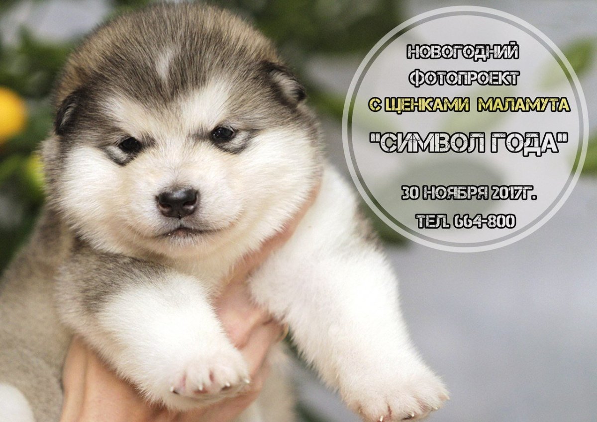 Аляска маламут Паппи