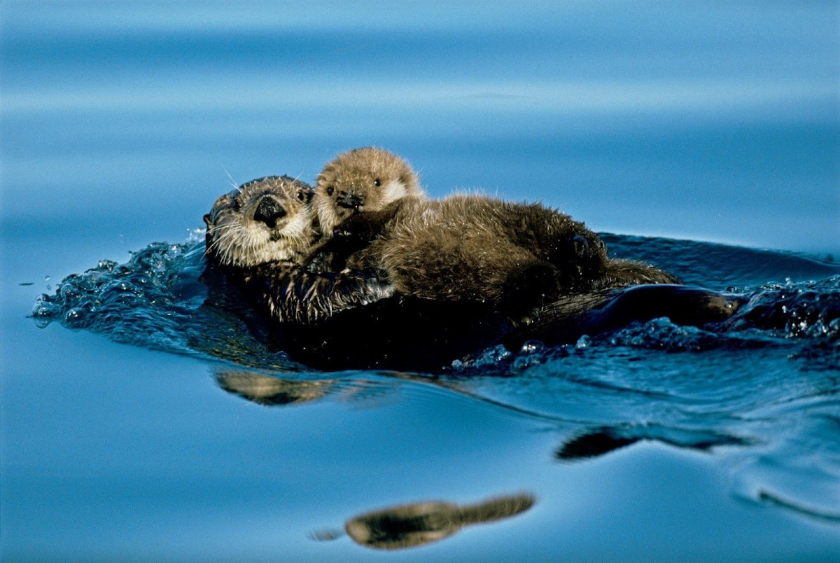 Детеныши калана морской выдры
