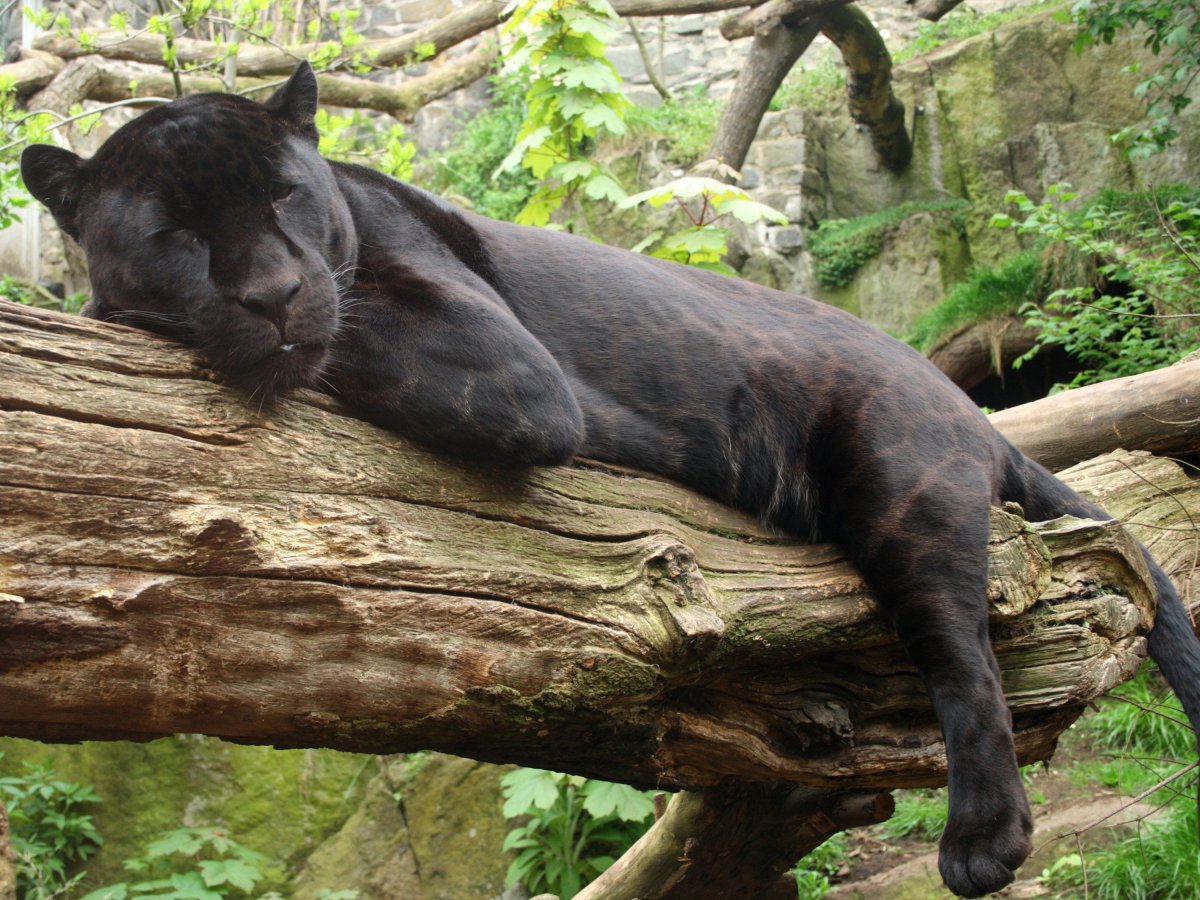 Пантера спит