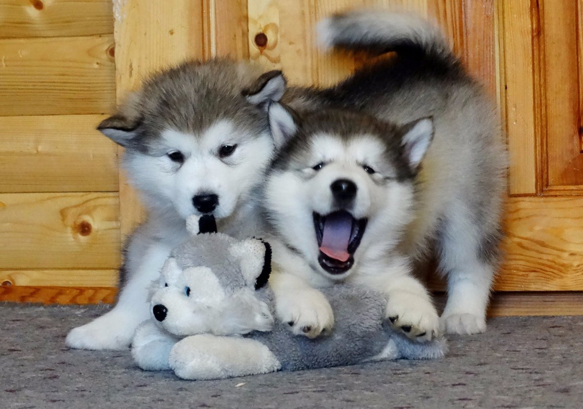 Аляскинский маламут щенок пушистый