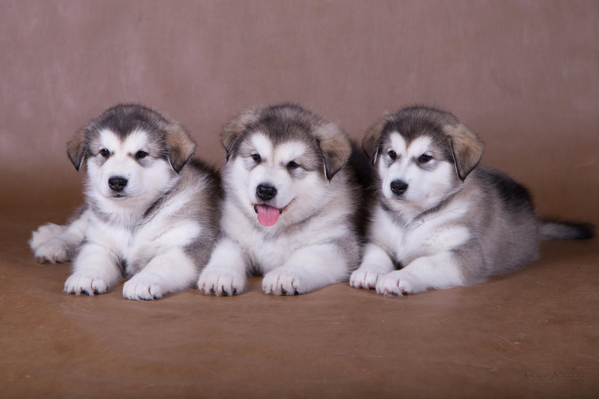 Аляскинский маламут пушистый