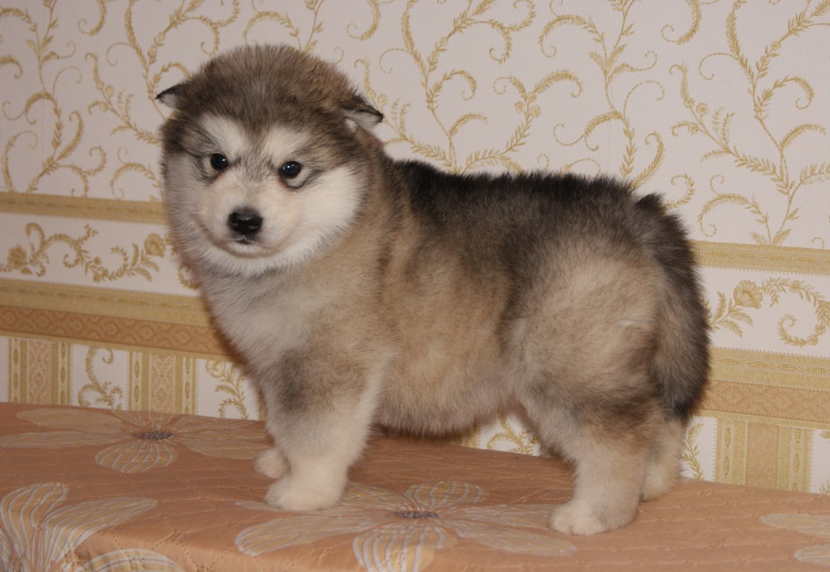 Маламут щенок флаффи