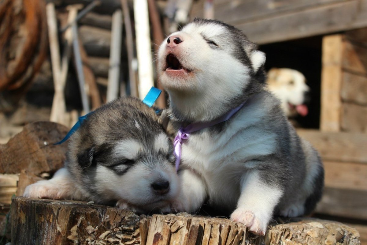 Флаффи маламут