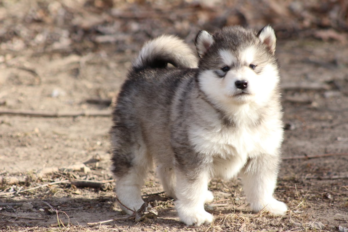 Щенки милые Аляскинский маламут