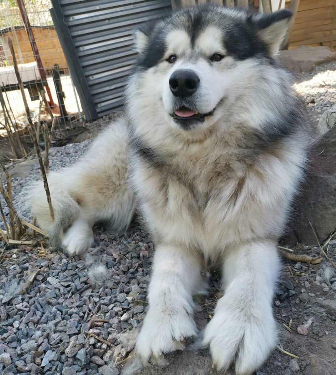 Аляскинский маламут пушистый