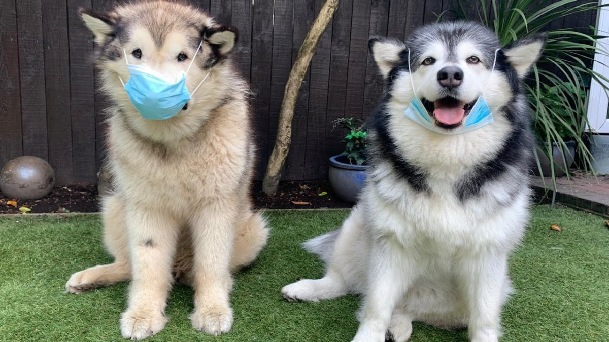 Померанский маламут