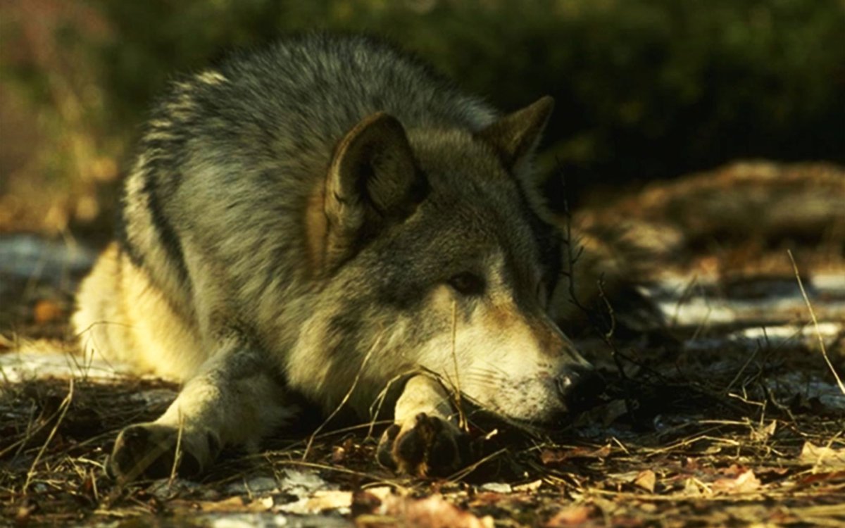 Волк одиночка