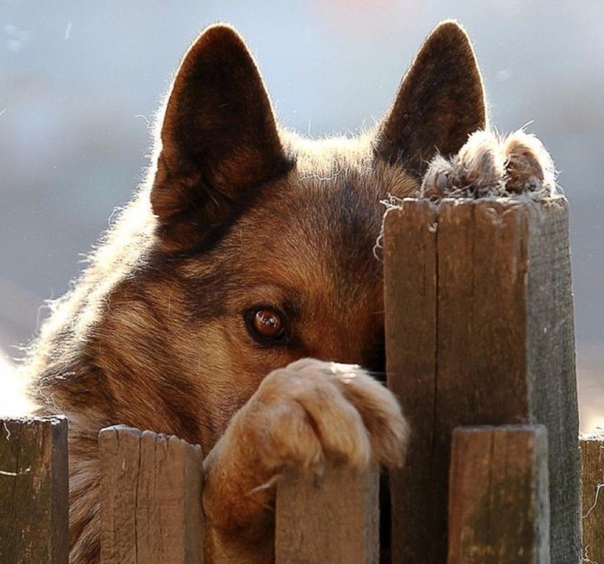 Преданный взгляд собаки