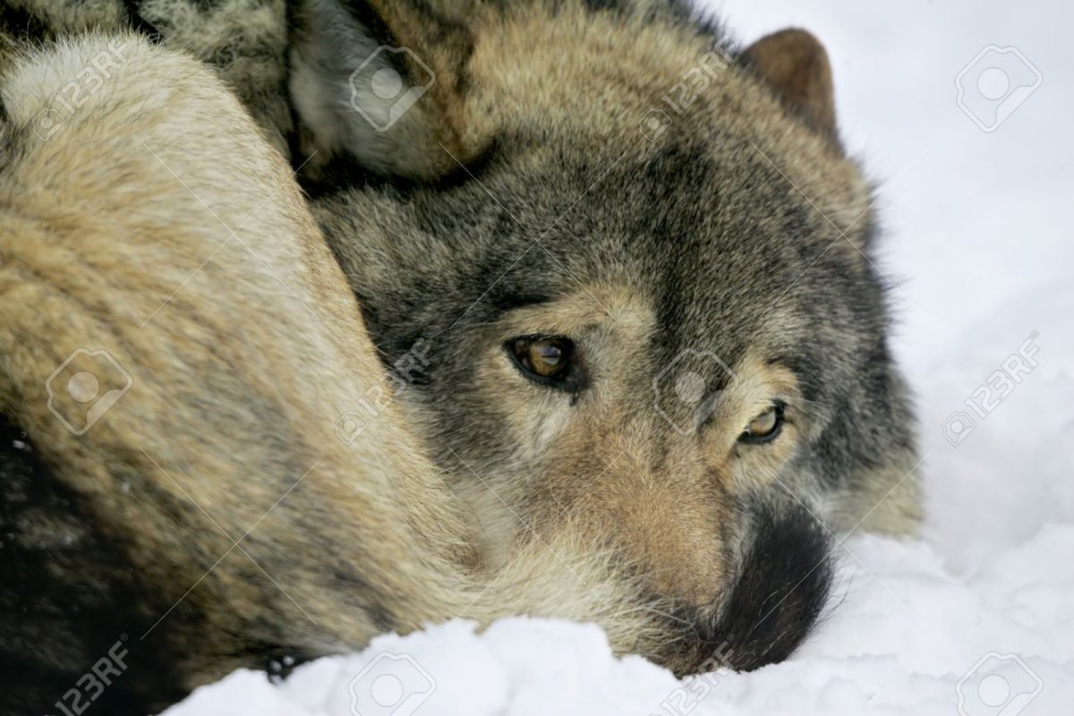 Плачущий волк