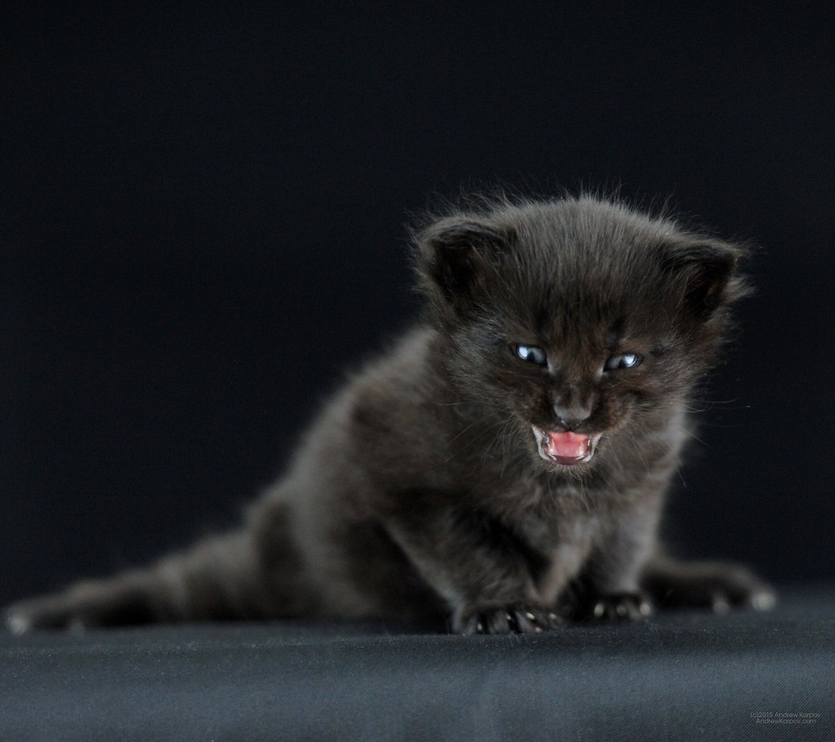 Злой котенок