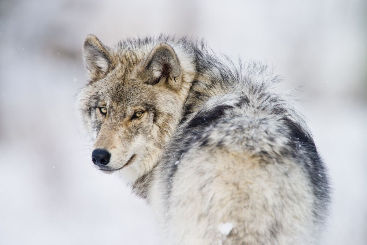 Имя для волка гордые