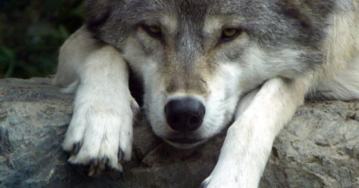 Грустный волк