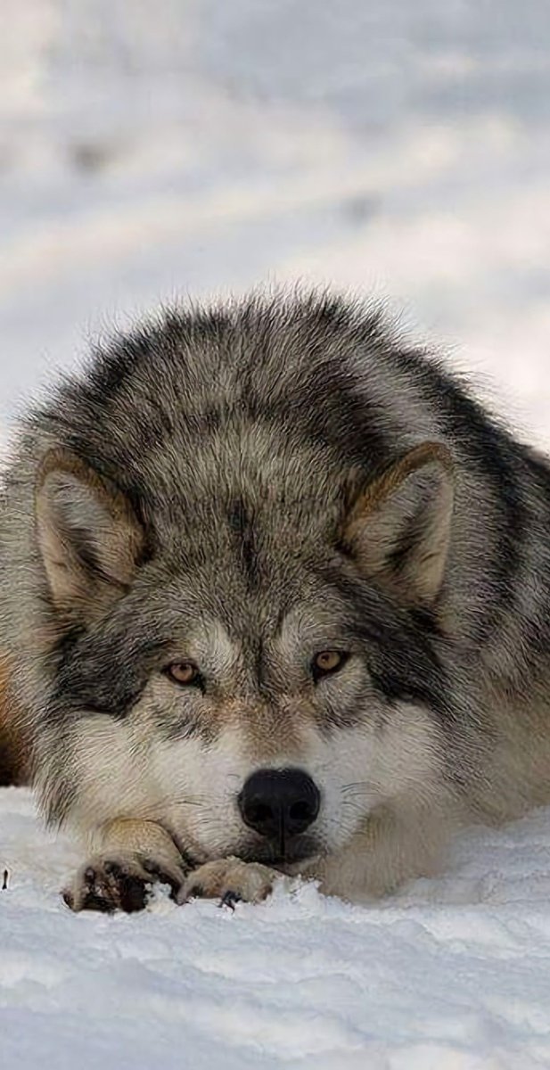 Одинокий волк