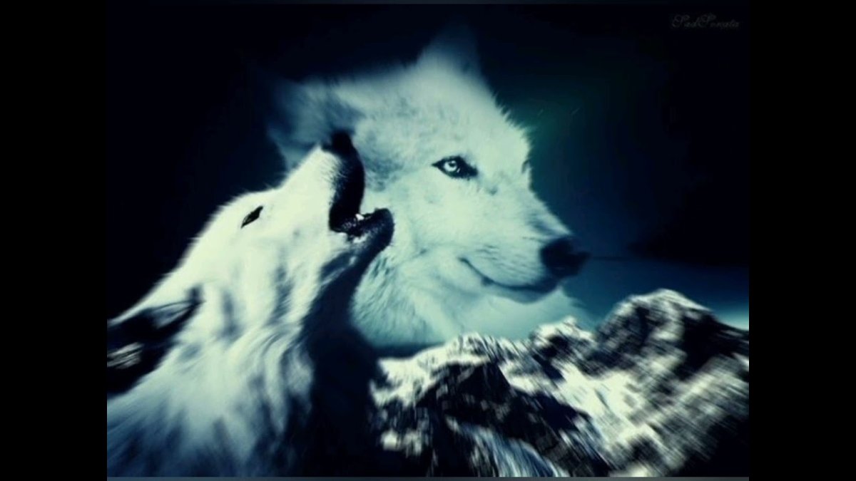 Душа волка в человеке