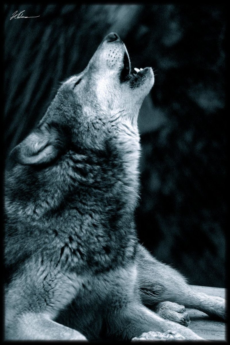 Печальный волк