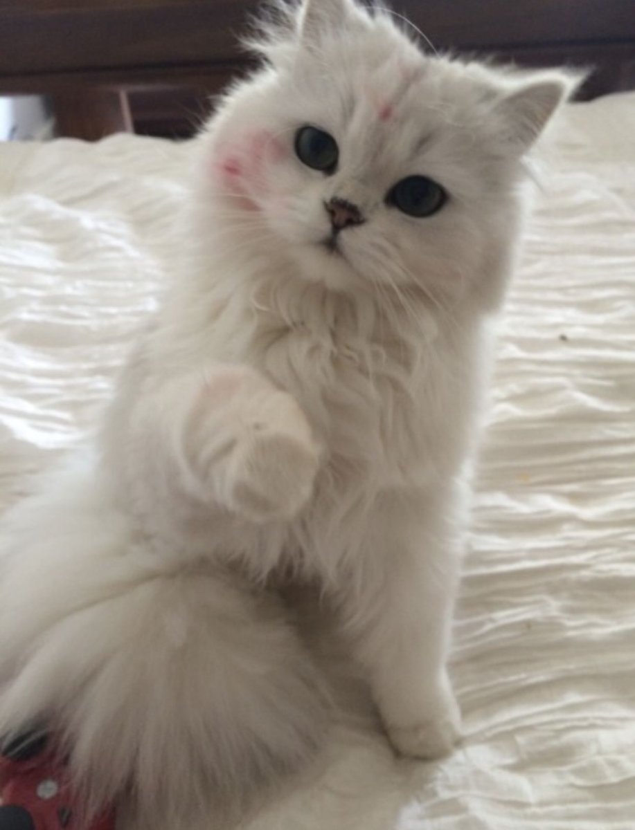 Злая Лисичка фенек