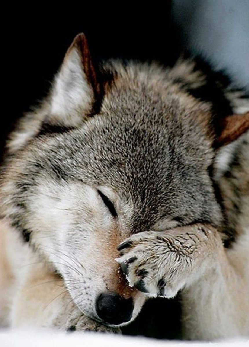 Волк обиделся