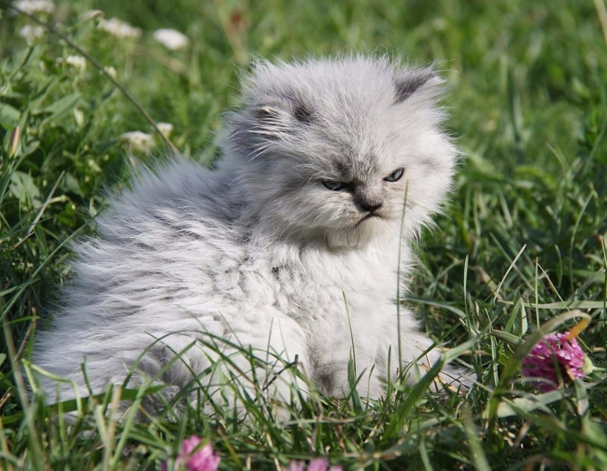 Злой котенок