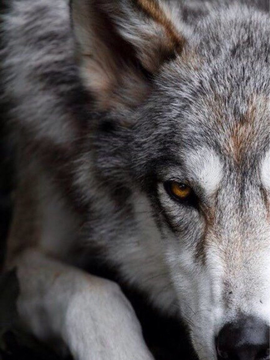 Волк Эстетика