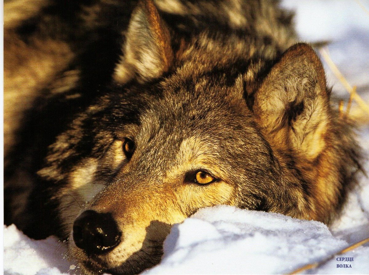 Фото волка на аватарку