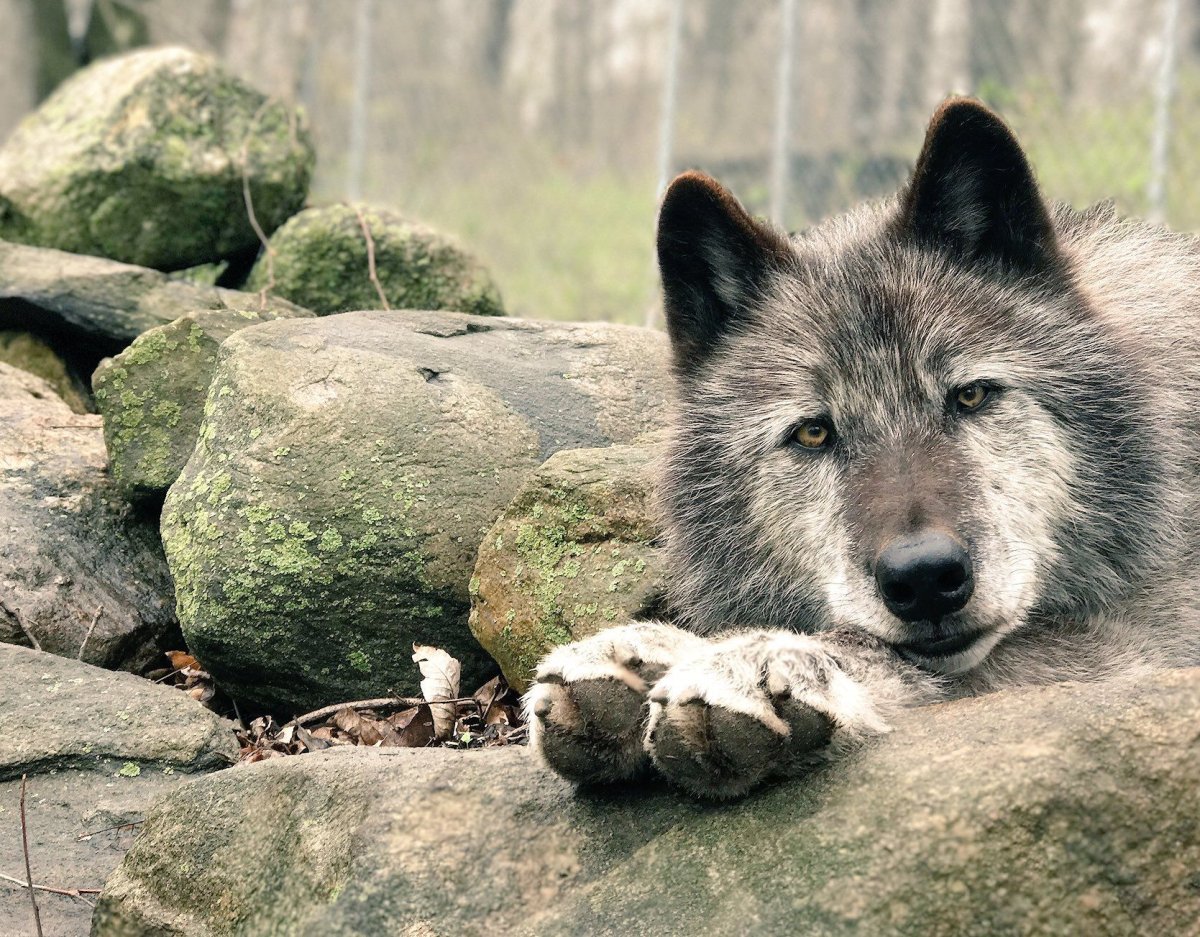 Волки в Англии