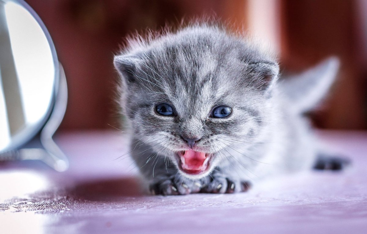 Маленьких котят