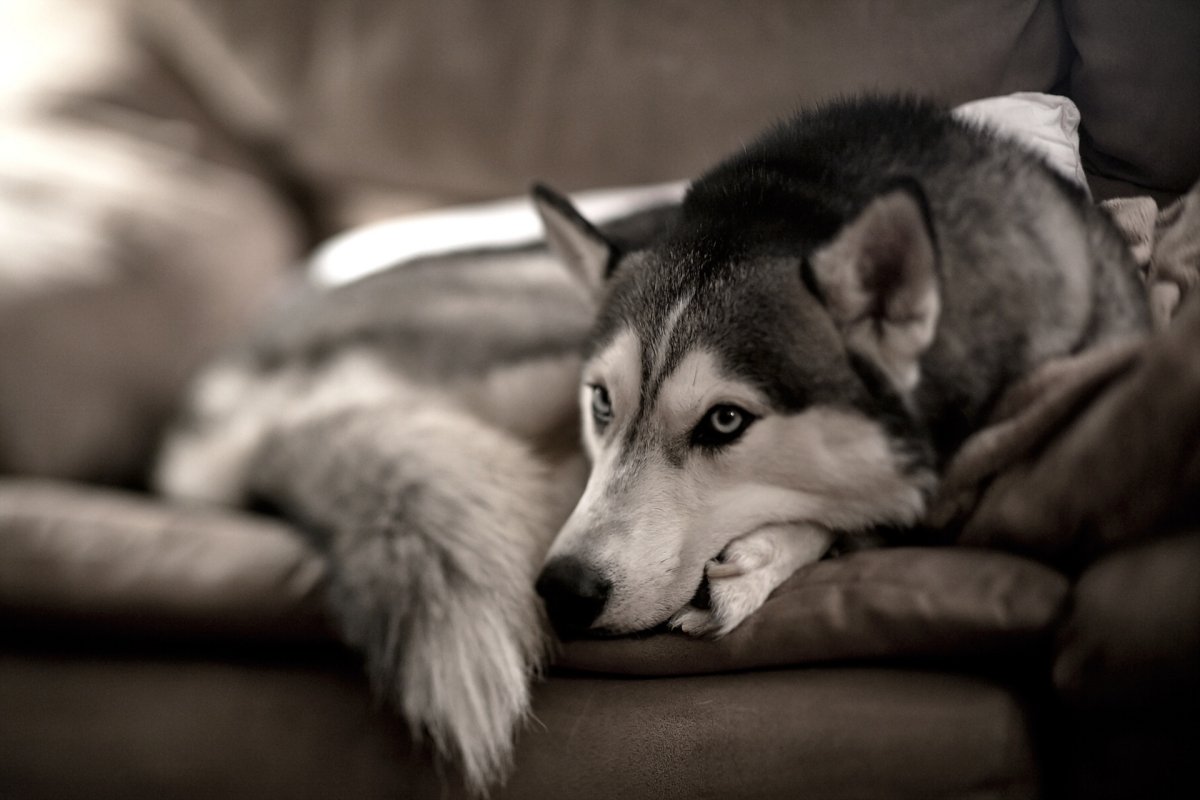 Хаски лежит