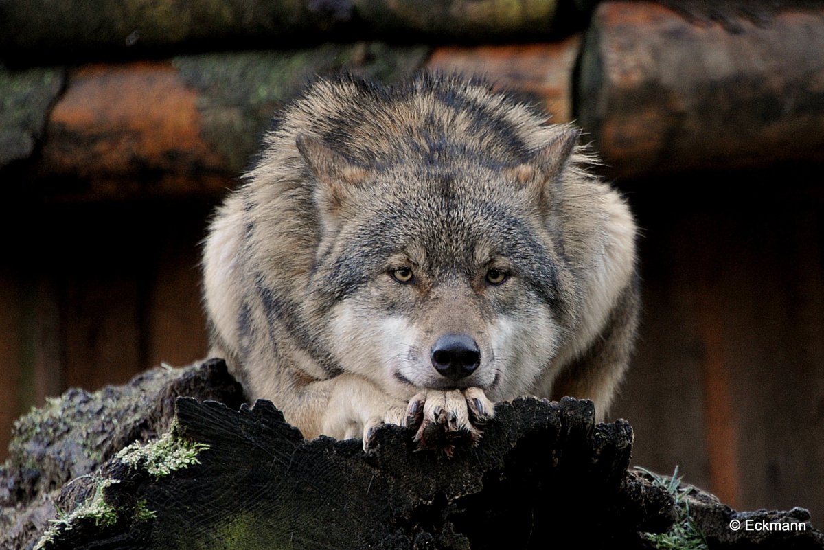 Одинокий волк