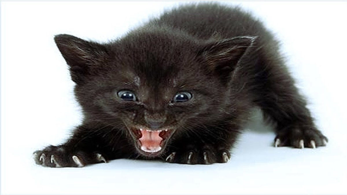 Злой черный котенок