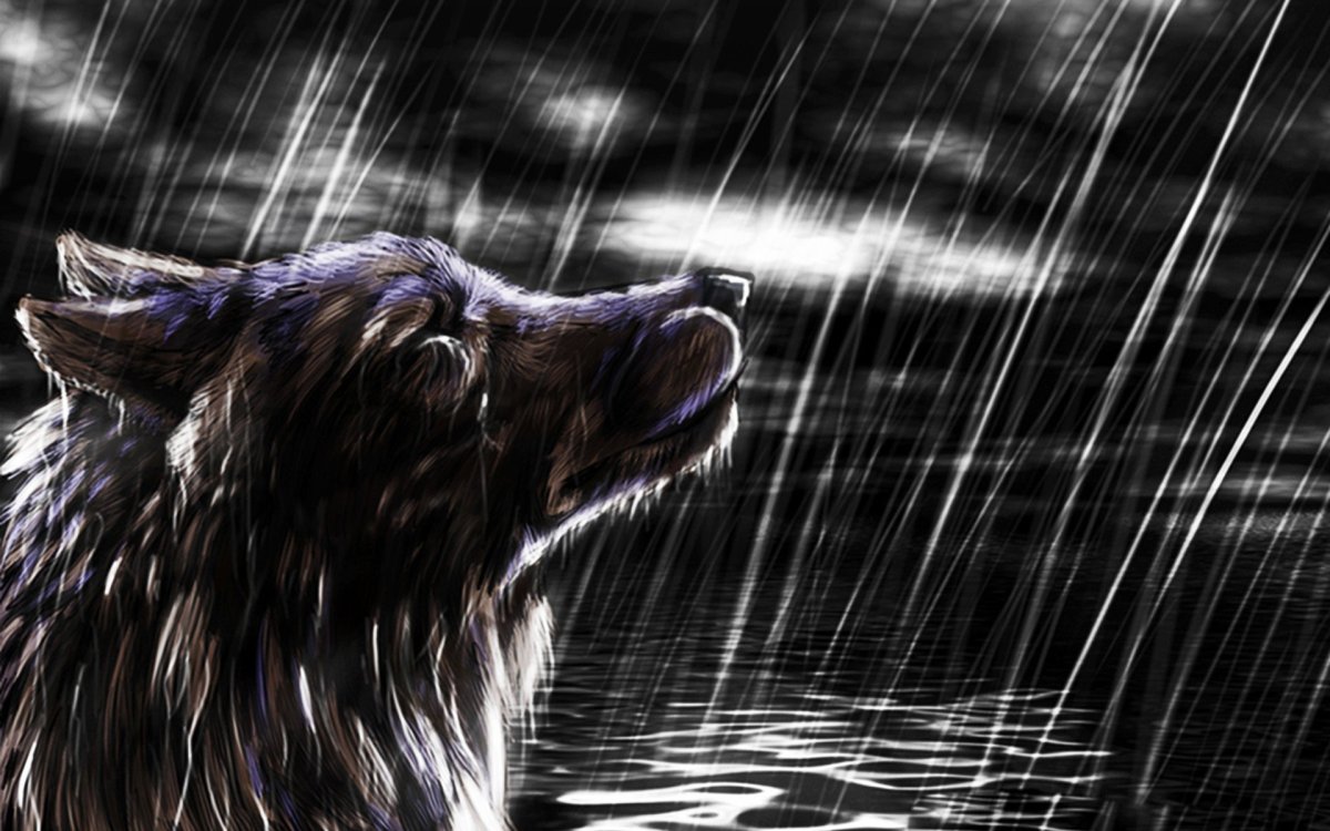 Волк под дождем